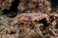 Scyllarides aequinoctialis (Spanish Slipper Lobster)
