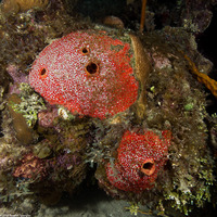 Cliothosa delitrix (Red Boring Sponge)