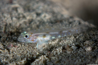 Coryphopterus tortugae (Patch-Reef Goby)