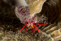 Paguristes cadenati (Red Reef Hermit Crab)