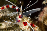 Stenopus hispidus (Banded Coral Shrimp)