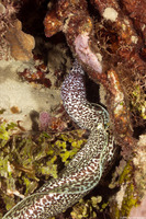 Gymnothorax moringa (Spotted Moray)