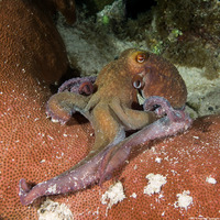 Octopus briareus (Caribbean Reef Octopus)