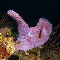 Callyspongia plicifera (Azure Vase Sponge)