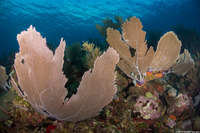 Gorgonia ventalina (Common Sea Fan)