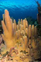 Dendrogyra cylindrus (Pillar Coral)