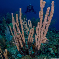 Plexaurella sp.1 (Slit-Pore Sea Rod)