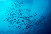 Caranx latus (Horse-Eye Jack)