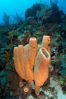 Agelas tubulata (Tubulate Sponge)