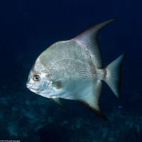 Chaetodipterus faber (Atlantic Spadefish)