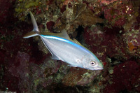 Caranx ruber (Bar Jack)