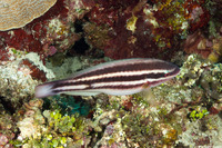 Scarus taeniopterus (Princess Parrotfish)