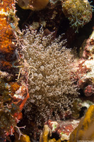 Laviactis lucida (Knobby Anemone)