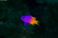 Gramma loreto (Fairy Basslet)