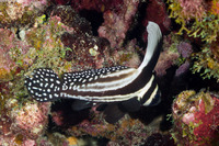 Equetas punctatus (Spotted Drum)