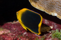 Holacanthus tricolor (Rock Beauty)