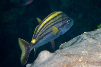 Haemulon macrostomum (Spanish Grunt)