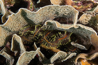 Davidaster rubiginosus (Golden Crinoid)