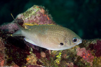 Chromis multilineata (Brown Chromis)