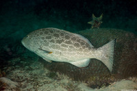 Mycteroperca venenosa (Yellowfin Grouper)