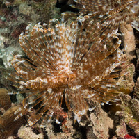Sabellastarte magnifica (Magnificent Feather Duster)