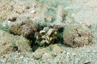Opistognathus maxillosus (Mottled Jawfish)