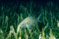 Gerres cinereus (Yellowfin Mojarra)