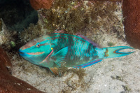 Sparisoma viride (Stoplight Parrotfish)