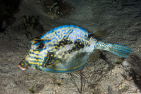 Acanthostracion quadricornis (Scrawled Cowfish)