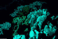 Agaricia tenuifolia (Thin Leaf Lettuce Coral)