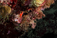 Ophiopsila riisei (Crevice Brittle Star)