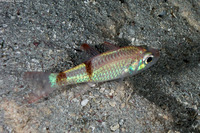 Apogon phenax (Mimic Cardinalfish)