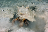 Petrochirus diogenes (Giant Hermit Crab)