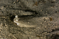 Bothus ocellatus (Eyed Flounder)