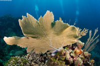 Gorgonia ventalina (Common Sea Fan)