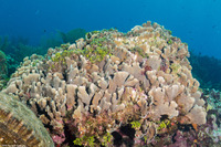 Agaricia tenuifolia (Thin Leaf Lettuce Coral)