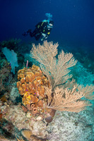 Plexaura flexuosula (Bent Sea Rod)