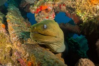 Gymnothorax funebris (Green Moray)
