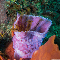 Callyspongia plicifera (Azure Vase Sponge)
