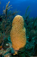 Meandrina meandrites (Maze Coral)