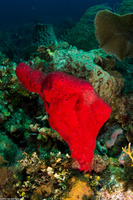 Amphimedon compressa (Erect Rope Sponge)