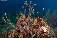 Iotrochota birotulata (Green Finger Sponge)