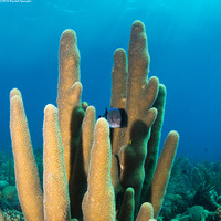 Dendrogyra cylindrus (Pillar Coral)