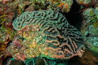 Mycetophyllia aliciae (Knobby Cactus Coral)