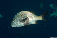 Anisotremus surinamensis (Black Margate)