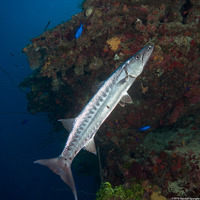 Sphyraena barracuda (Great Barracuda)