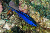 Chromis cyanea (Blue Chromis)