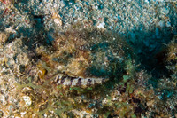 Spondylus americanus (Atlantic Thorny Oyster)