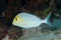 Calamus calamus (Saucereye Porgy)