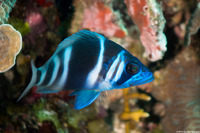 Hypoplectrus indigo (Indigo Hamlet)